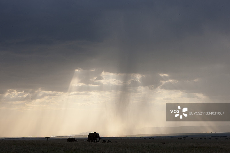 肯尼亚马赛马拉国家保护区的非洲丛林象图片素材