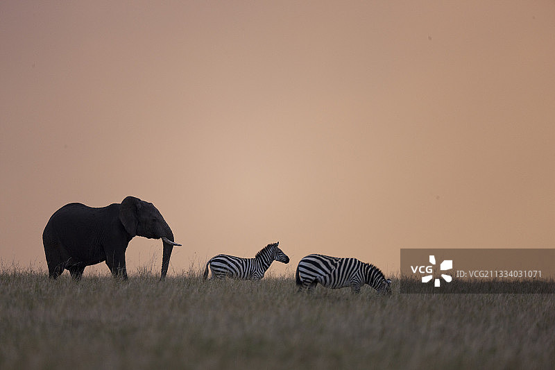 非洲丛林象与斑马：肯尼亚马赛马拉国家保护区图片素材