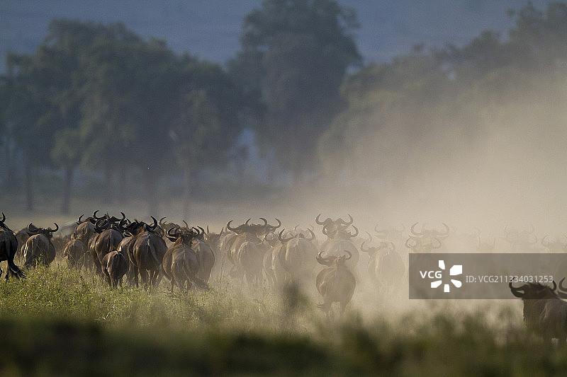 马拉河的白须角马迁徙图片素材
