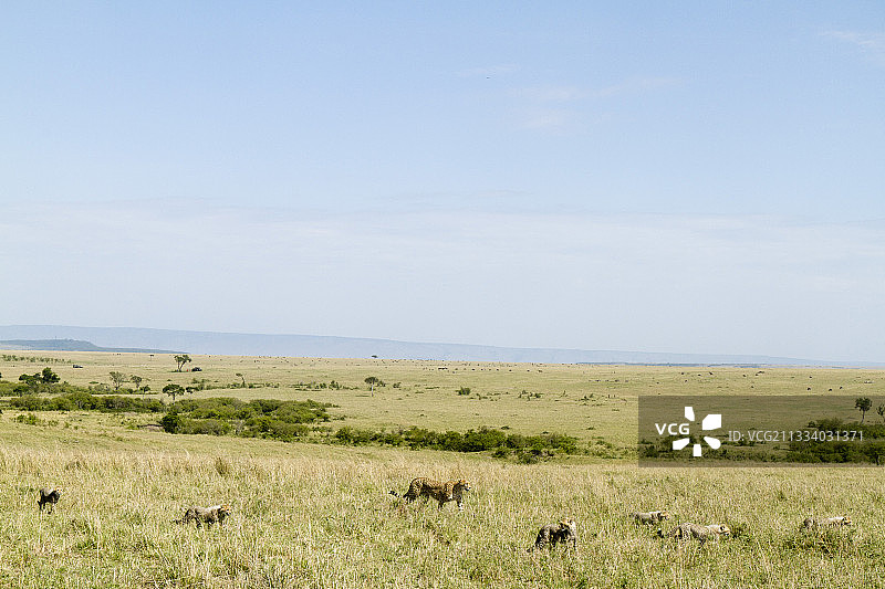 带着6只幼崽的母兽图片素材