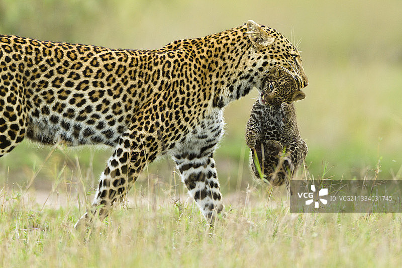 肯尼亚：豹妈妈带着一个月大的幼崽图片素材