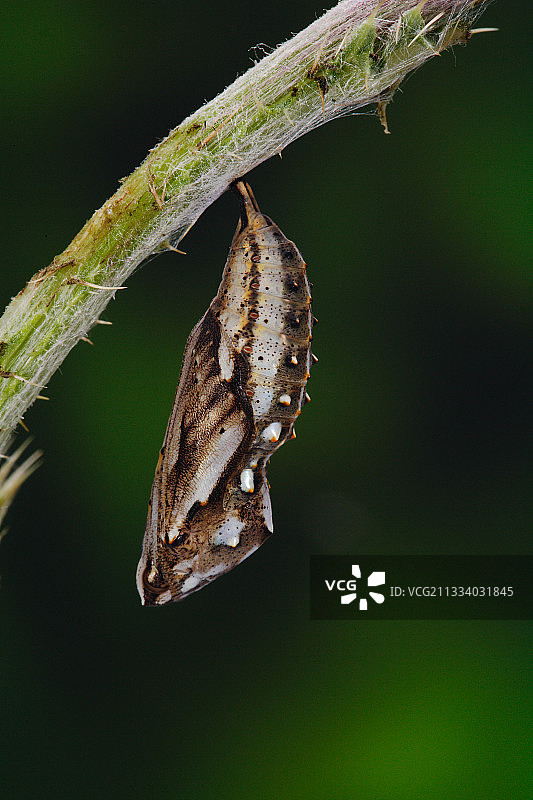 珂灰蝶的幼虫在蓟上化蛹，法国图片素材