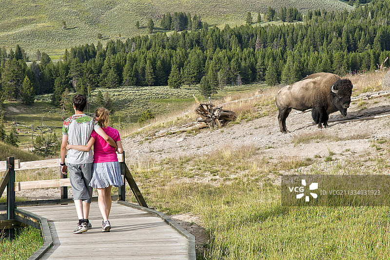 二十世纪初濒临灭绝的物种：黄石公园内的幸存种群，公园地位功不可没——如今，它们已成为公园的主人，但也造成了严重的交通拥堵和延误图片素材