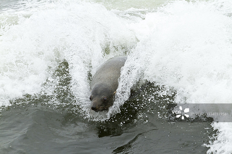 纳米比亚海岸游泳的海豹图片素材