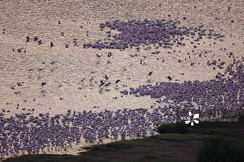 肯尼亚博戈里亚湖的小红鹳群图片素材
