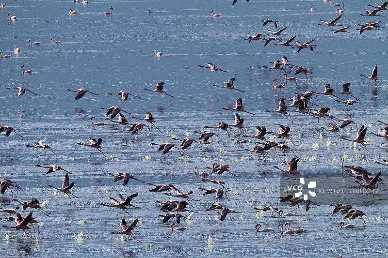 肯尼亚博戈里亚湖的小红鹳群图片素材