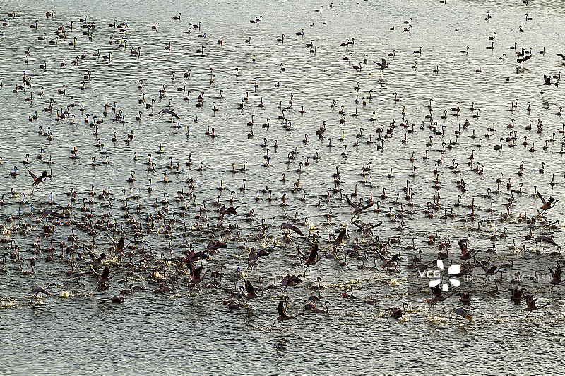 肯尼亚博戈里亚湖小红鹳航拍图片素材