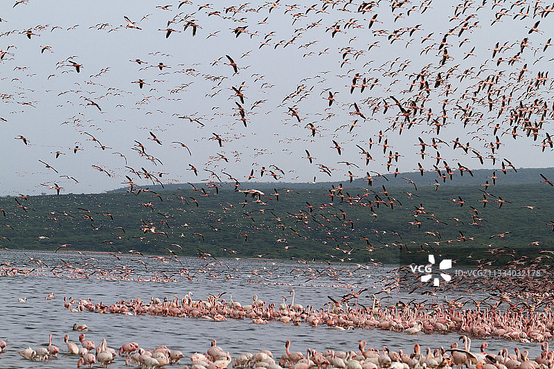 肯尼亚博戈里亚湖的小红鹳群图片素材