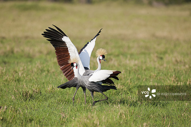肯尼亚马赛马拉国家保护区内的东非冕鹤图片素材