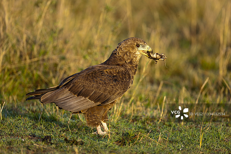 肯尼亚马赛马拉国家保护区，蛇鹫捕食猎物图片素材