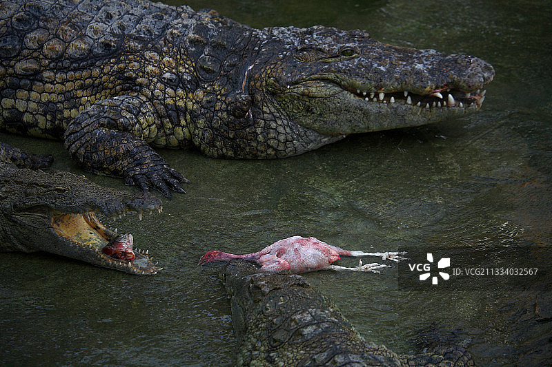 法国鳄鱼养殖场的餐饮美食图片素材