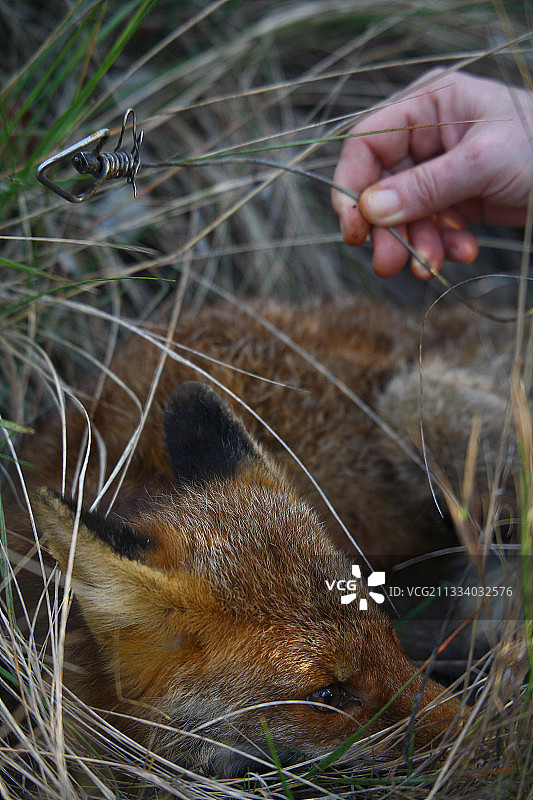 被陷阱困住的幼狐图片素材