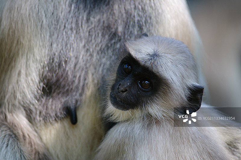 印度焦特布尔曼多尔花园的幼年哈奴曼叶猴图片素材