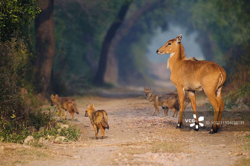 在印度Keoladeo国家公园赛道上与豺狼在一起的年轻蓝牛图片素材