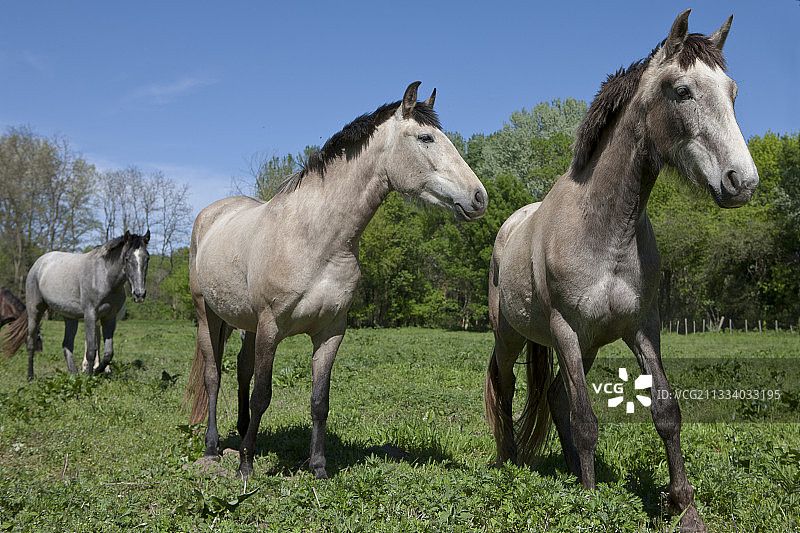 草甸上的卢西塔诺马，法国 Real Gard 马匹育种图片素材