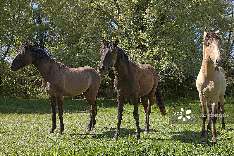 草甸上的卢西塔诺马，法国 Real Gard 马匹育种图片素材