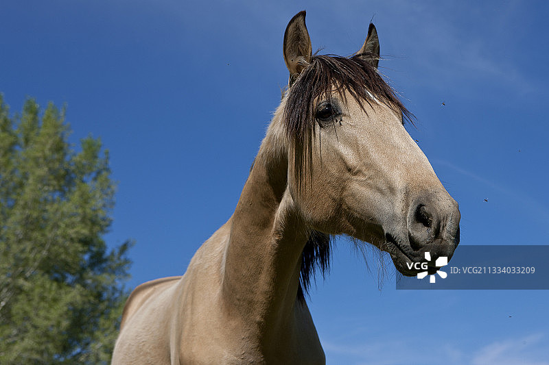 卢西塔诺马肖像，法国皇家加德育种场图片素材