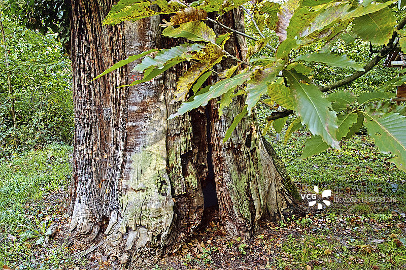 阿尔萨斯最古老的栗树：树龄400至600年图片素材