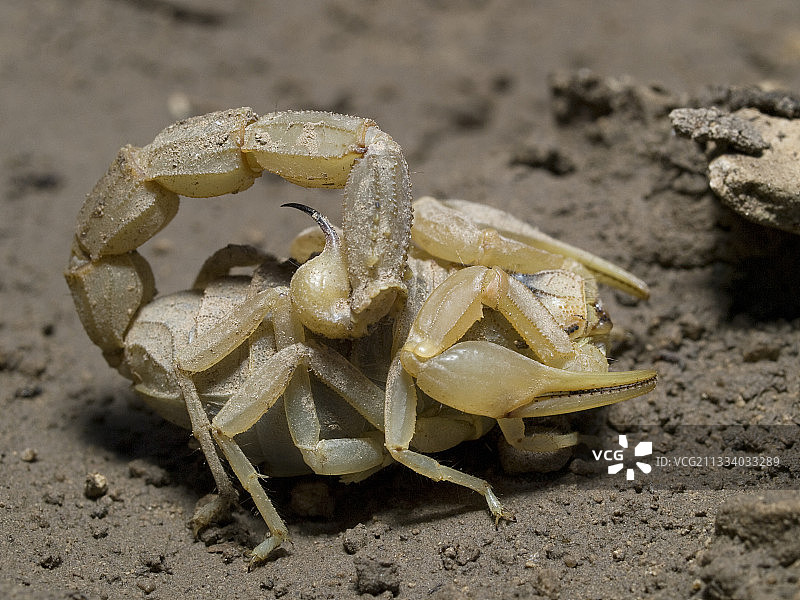 黄色蝎子图片素材