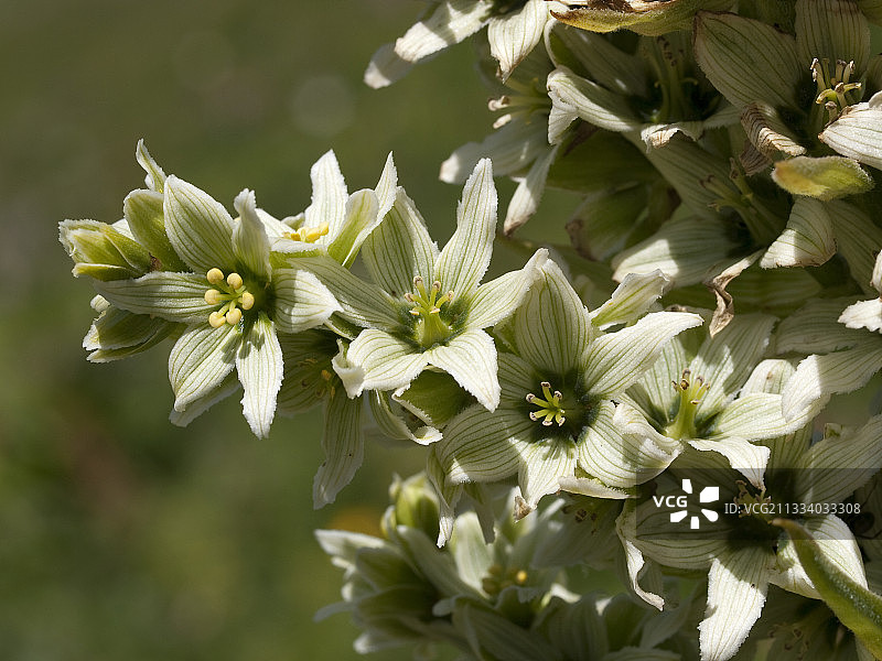 阿尔卑斯山盛开的巨型假藜芦图片素材