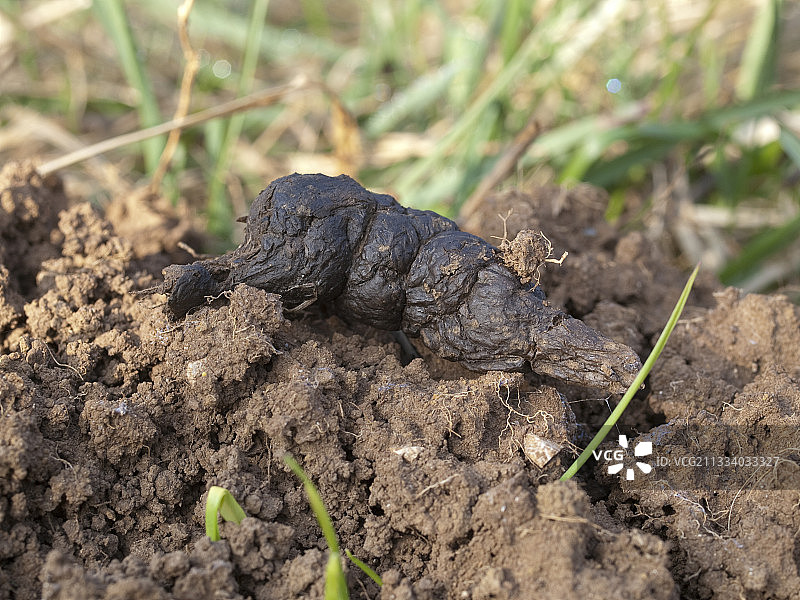 鼹鼠丘上的狐狸粪便图片素材