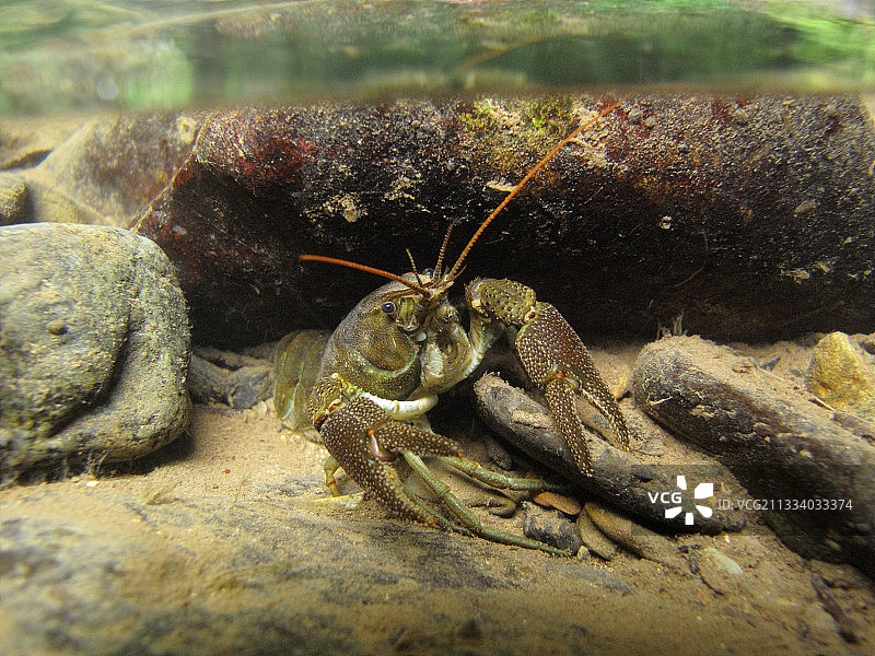 阿列日河中的白爪螯虾图片素材