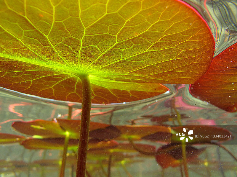 Ain河畔回水湾中的白色百合花图片素材