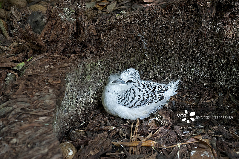 在表亲岛巢穴中的幼年白尾热带鸟图片素材