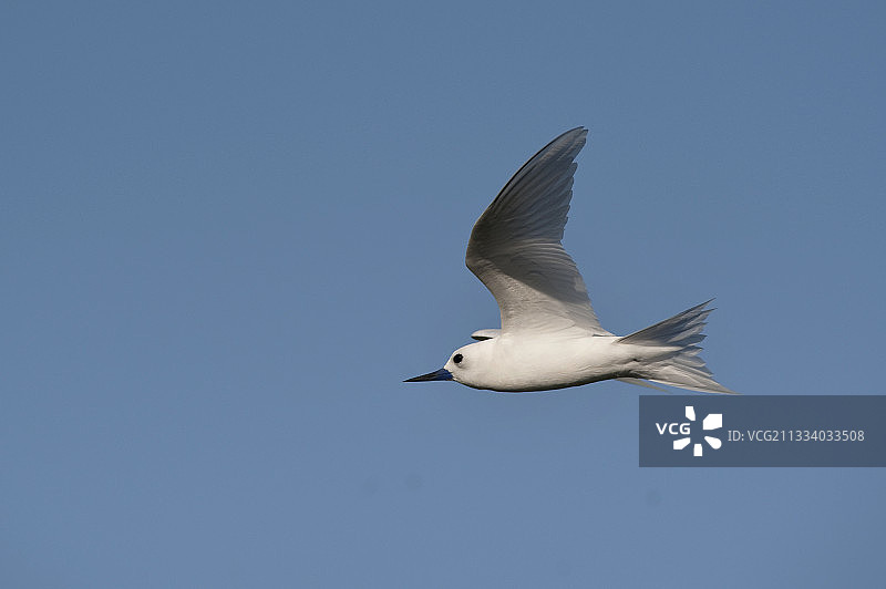 塞舌尔库赞岛上飞翔的白玄鸥图片素材