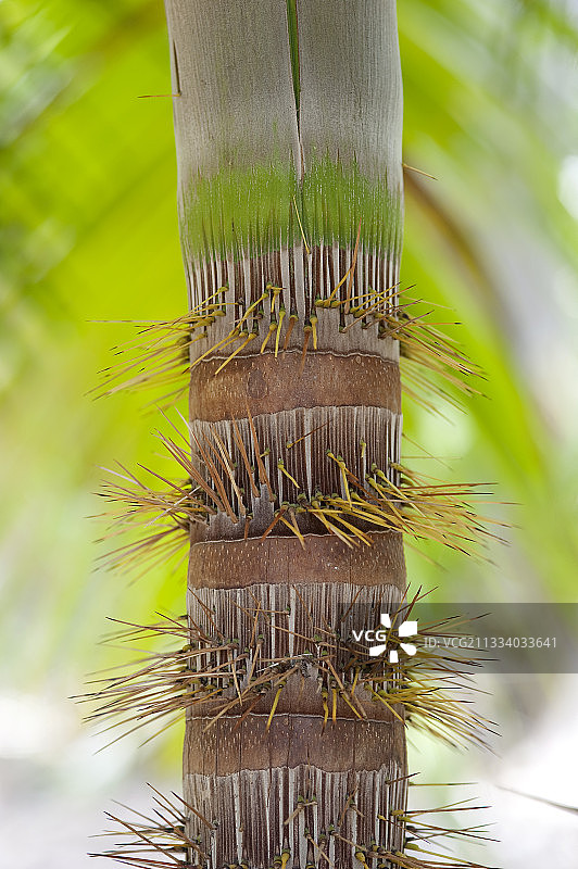 塞舌尔普拉兰岛百万富翁沙拉树干图片素材
