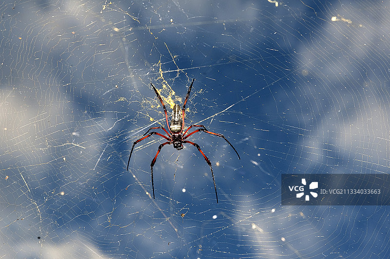 马埃岛塞舌尔的圆蛛图片素材