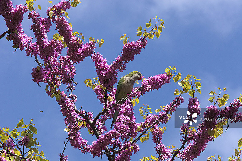 栖息在西班牙盛开的紫荆树上的鹦鹉图片素材