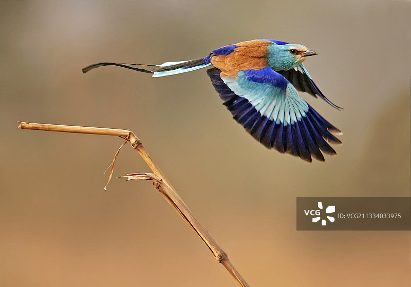 阿比西尼亚丽色鹂从塞内加尔的干草茎上起飞图片素材