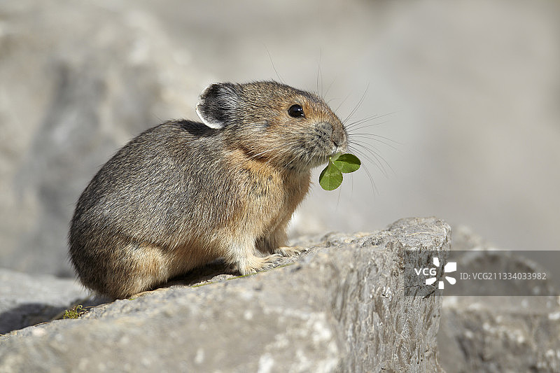 加拿大贾斯珀国家公园鼠兔啃食三叶草图片素材