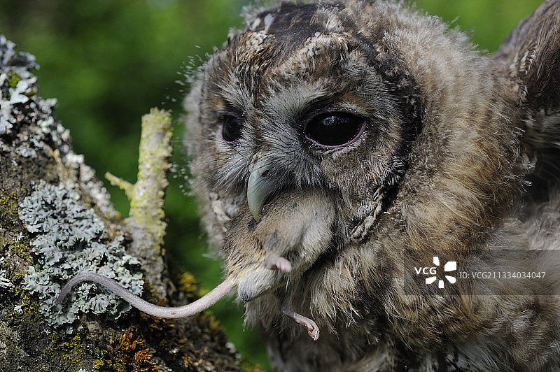 茶色猫头鹰吞食田鼠肖像图片素材