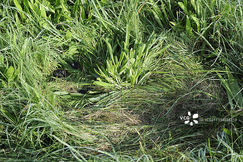 法国草地上的鹿群图片素材