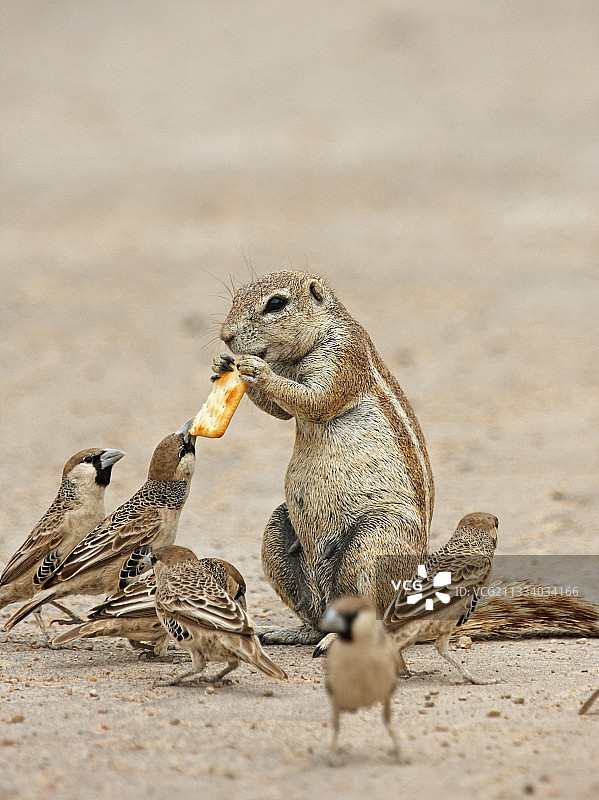 他们对游客的饼干提出异议图片素材