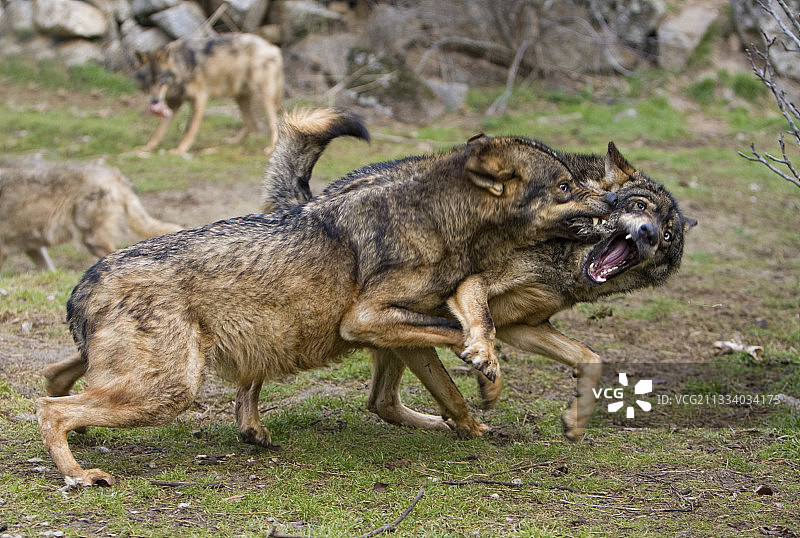两只伊比利亚狼在西班牙境内搏斗图片素材