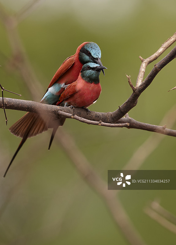 北方红喉蜂虎交配，塞内加尔尼奥科洛-科巴图片素材