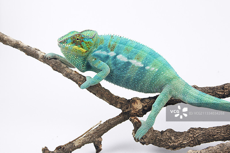 岛屿变色龙图片素材