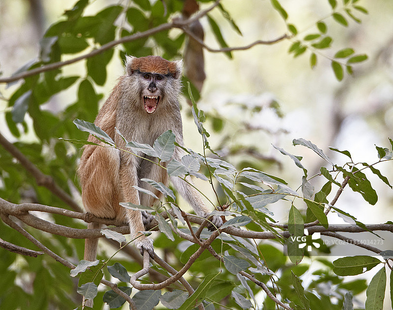 塞内加尔坐在树上张着嘴的赤猴图片素材