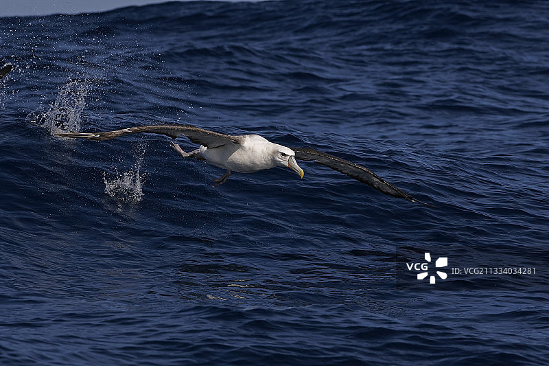 害羞的信天翁从南非好望角海面起飞图片素材