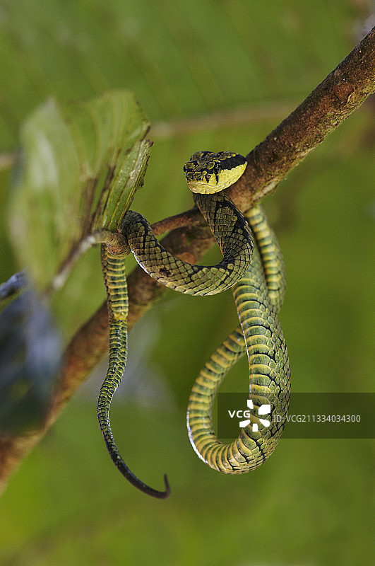 斯里兰卡竹叶青图片素材