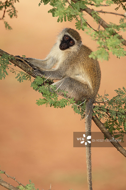 坐在带刺金合欢树上的长尾猴，埃塞俄比亚图片素材
