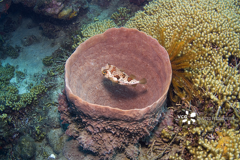 躲在桶状海绵中的刺豚鱼图片素材