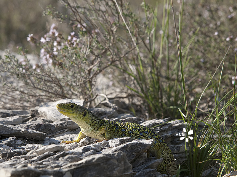 灌木丛中的眼斑蜥蜴图片素材