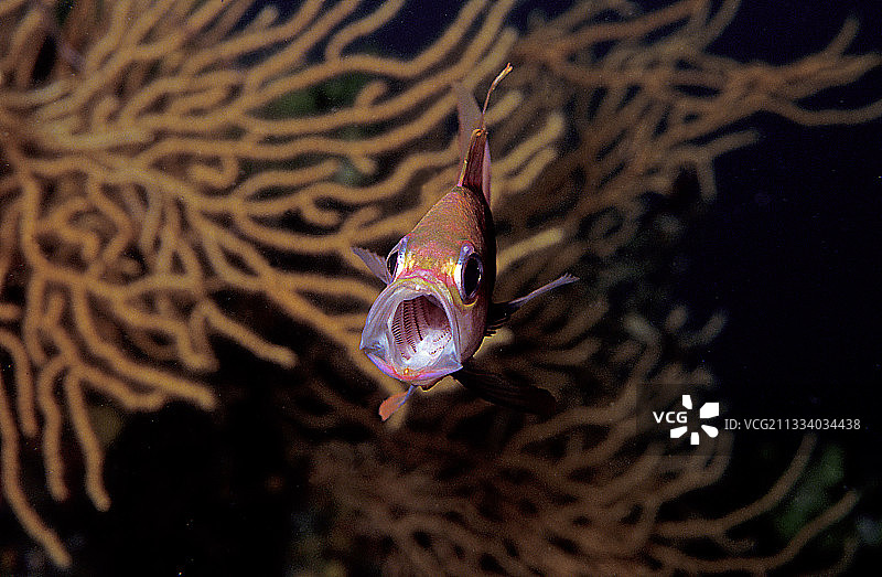 法国地中海的理发师张开嘴图片素材