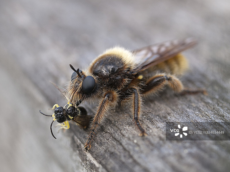 食虫虻捕食小黄蜂图片素材