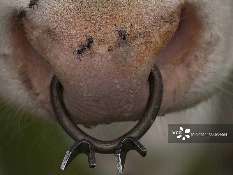 蒙贝利亚尔德小母牛图片素材