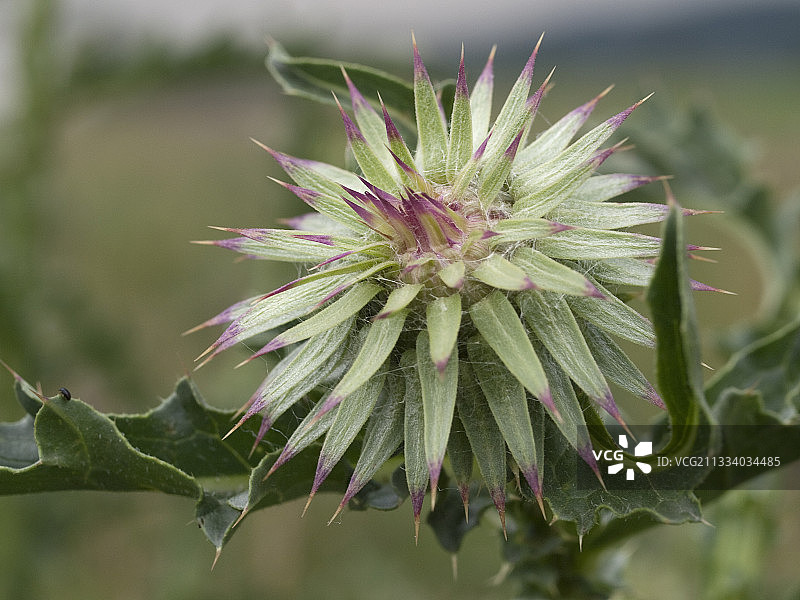含苞待放的无芒蓟图片素材